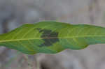 Curlytop knotweed